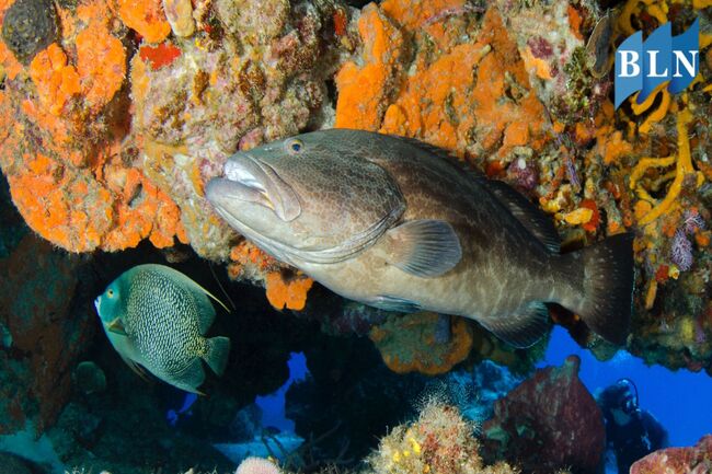 Fun Facts about Grouper
